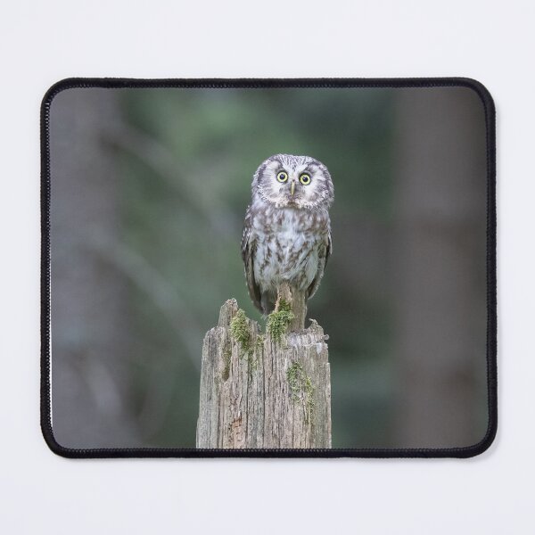 Item preview, Tawny owl on an old tree trunk designed and sold by BCBphotography.