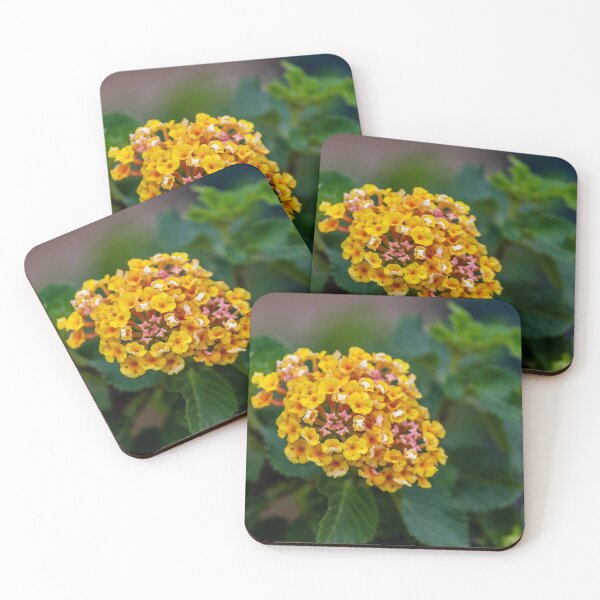 Item preview, Bright Yellow Lantana Flower Cluster With Green Leaves Close-Up in Garden designed and sold by Nmallia.