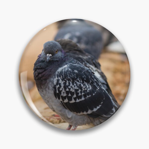 Item preview, Urban Rock Pigeon Standing on Pavement Among a Row of City Birds Close-Up designed and sold by Nmallia.