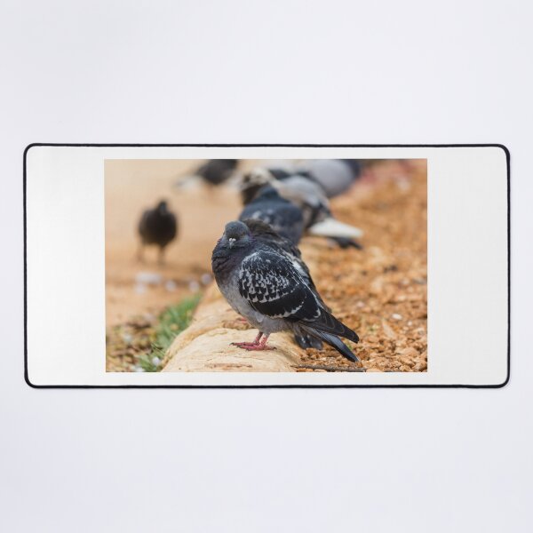 Item preview, Urban Rock Pigeon Standing on Pavement Among a Row of City Birds Close-Up designed and sold by Nmallia.
