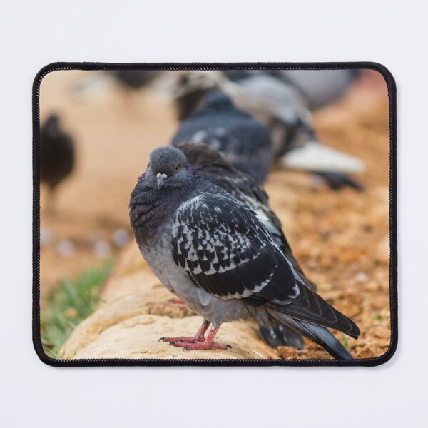 Item preview, Urban Rock Pigeon Standing on Pavement Among a Row of City Birds Close-Up designed and sold by Nmallia.