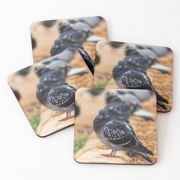 Item preview, Urban Rock Pigeon Standing on Pavement Among a Row of City Birds Close-Up designed and sold by Nmallia.
