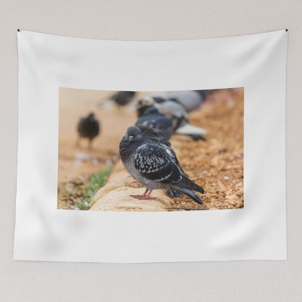 Item preview, Urban Rock Pigeon Standing on Pavement Among a Row of City Birds Close-Up designed and sold by Nmallia.