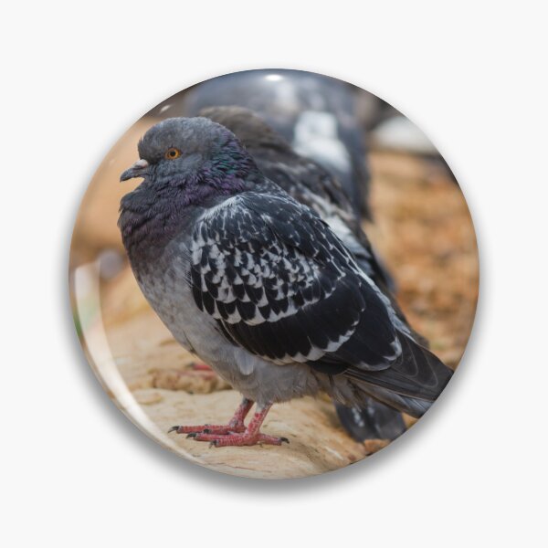 Item preview, Urban Rock Pigeon Standing on Pavement Among a Row of City Birds Close-Up designed and sold by Nmallia.