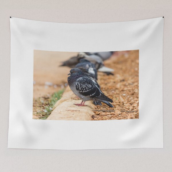 Item preview, Urban Rock Pigeon Standing on Pavement Among a Row of City Birds Close-Up designed and sold by Nmallia.