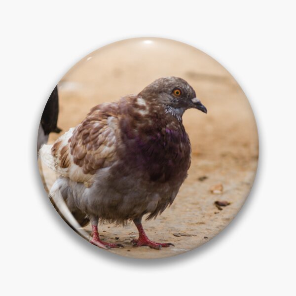Item preview, Urban Rock Pigeon Standing on Pavement Among a Row of City Birds Close-Up designed and sold by Nmallia.