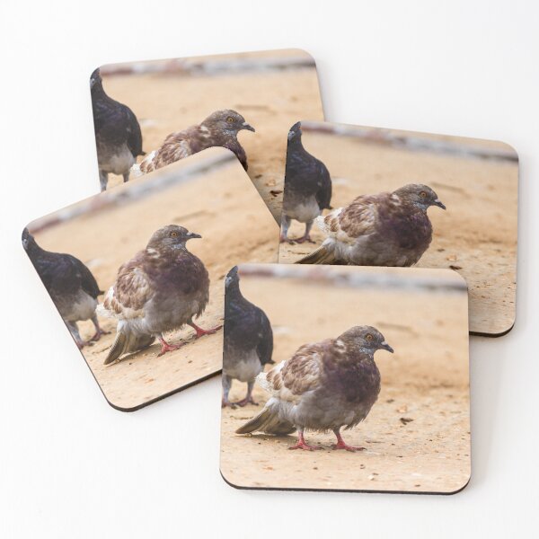 Item preview, Urban Rock Pigeon Standing on Pavement Among a Row of City Birds Close-Up designed and sold by Nmallia.