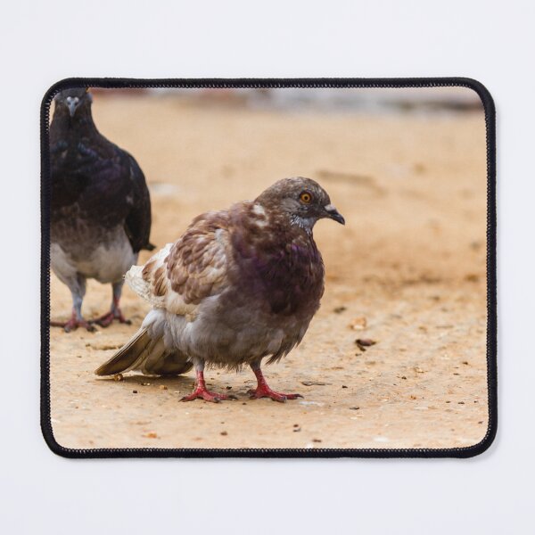 Item preview, Urban Rock Pigeon Standing on Pavement Among a Row of City Birds Close-Up designed and sold by Nmallia.