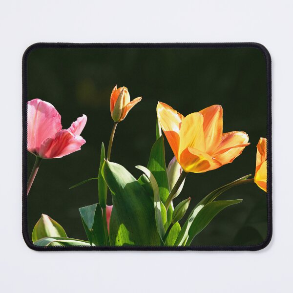 Item preview, Assorted backlit tulips forming a curve designed and sold by lisavonbiela.