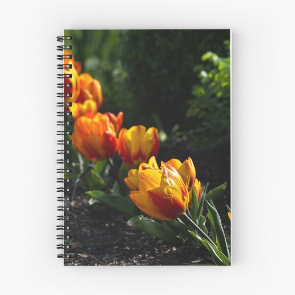 Item preview, Diagonal row of backlit orange and yellow tulips designed and sold by lisavonbiela.