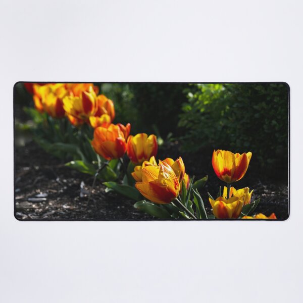 Item preview, Diagonal row of backlit orange and yellow tulips designed and sold by lisavonbiela.