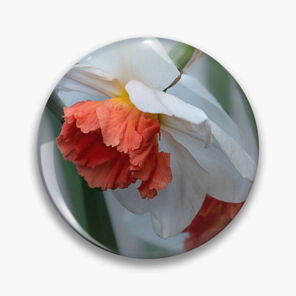 Item preview, Closeup of salmon-centered white daffodils designed and sold by lisavonbiela.