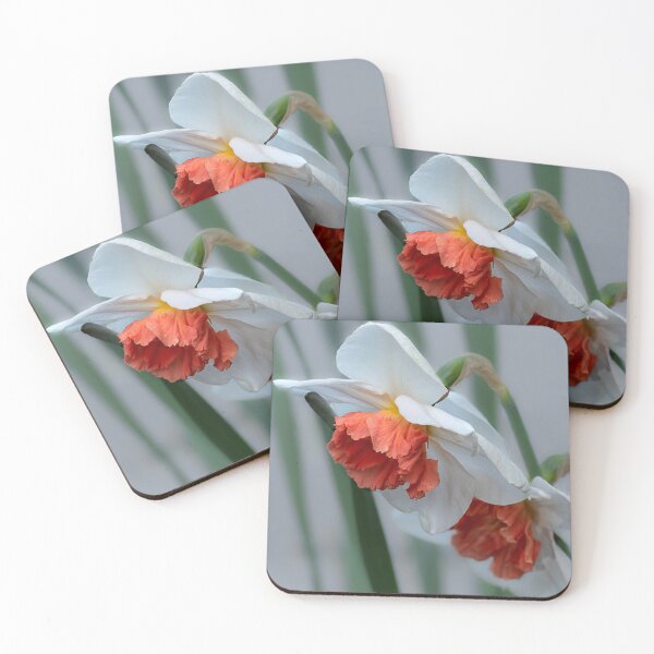 Item preview, Closeup of salmon-centered white daffodils designed and sold by lisavonbiela.