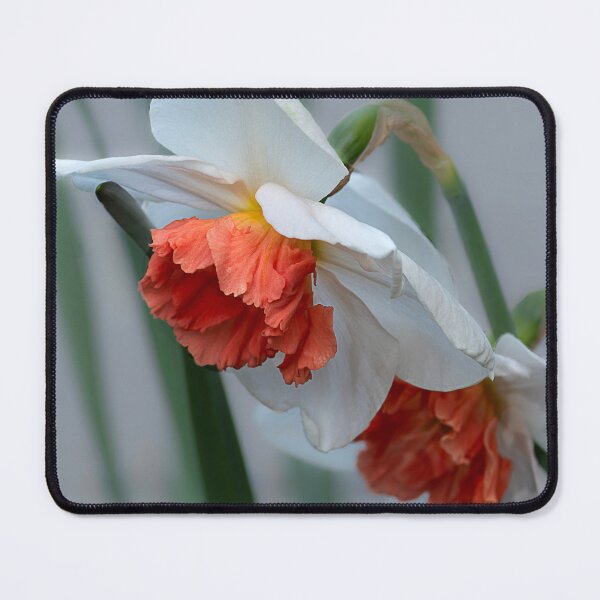 Item preview, Closeup of salmon-centered white daffodils designed and sold by lisavonbiela.