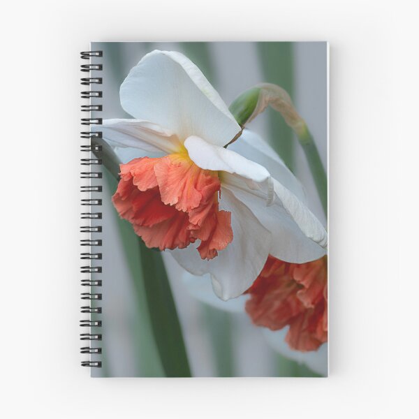 Item preview, Closeup of salmon-centered white daffodils designed and sold by lisavonbiela.