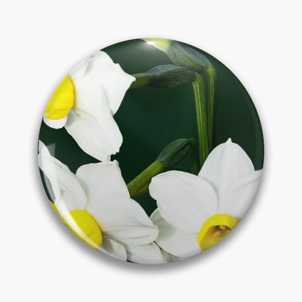 Item preview, Closeup of cluster of miniature yellow and white daffodils designed and sold by lisavonbiela.