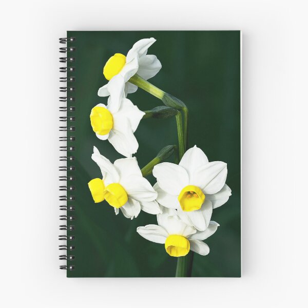 Item preview, Closeup of cluster of miniature yellow and white daffodils designed and sold by lisavonbiela.