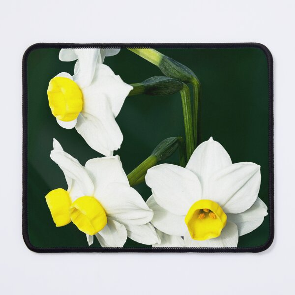 Item preview, Closeup of cluster of miniature yellow and white daffodils designed and sold by lisavonbiela.