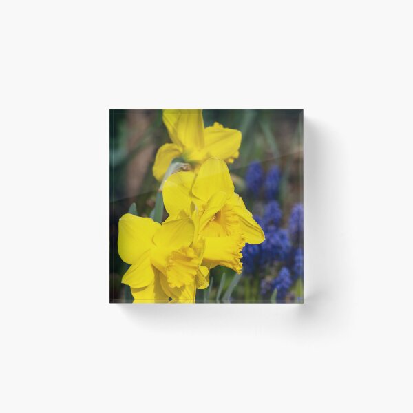 Item preview, Yellow daffodils with grape hyacinth background designed and sold by lisavonbiela.