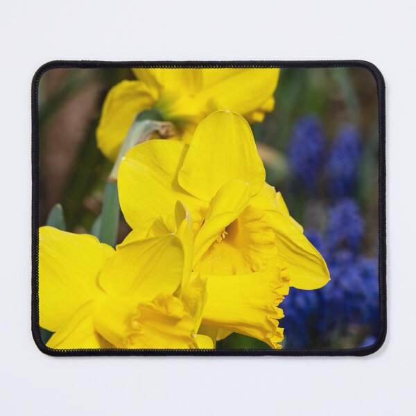 Item preview, Yellow daffodils with grape hyacinth background designed and sold by lisavonbiela.