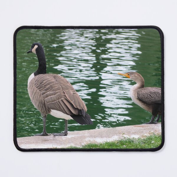 Item preview, Canada Goose and Double-crested Cormorant Staring at The Water designed and sold by BackyardBirder.