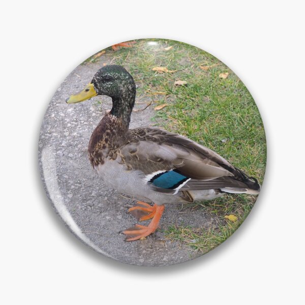 Item preview, Male Mallard Duck at The Park designed and sold by BackyardBirder.