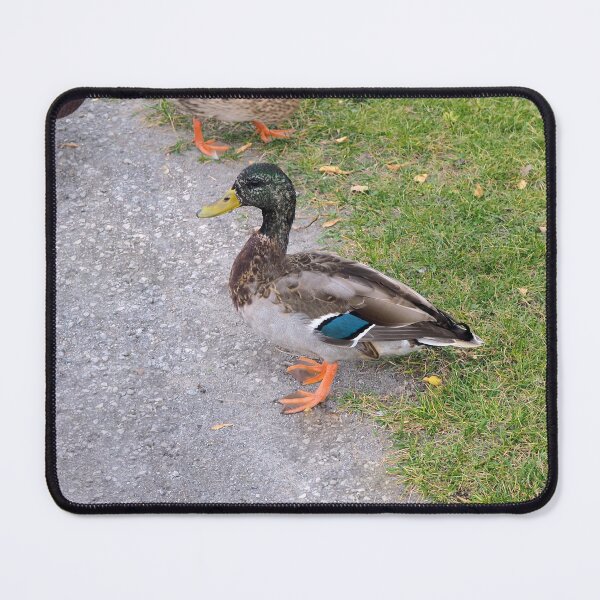 Item preview, Male Mallard Duck at The Park designed and sold by BackyardBirder.