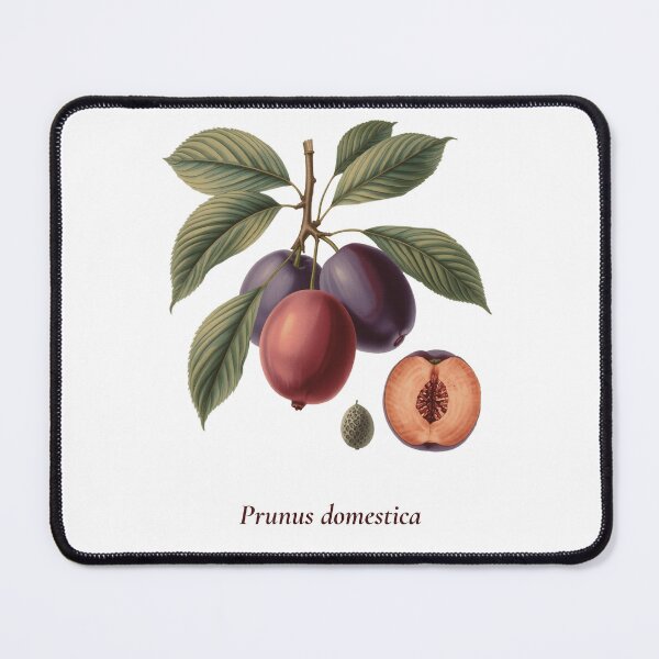 Item preview, Plum Botanical T-Shirt | Prunus domestica Vintage Illustration | Fruit Lover Gift designed and sold by Panom Suavichien.