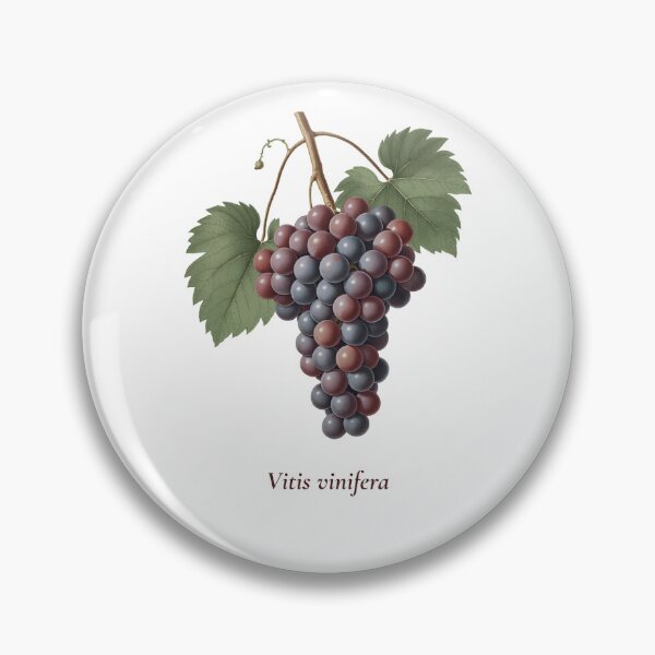 Artikelvorschau, Botanisches T-Shirt mit Traubenmotiv | Vintage-Illustration der Weinrebe (Vitis vinifera) | Geschenk für Weinliebhaber entworfen und verkauft von Panom Suavichien.