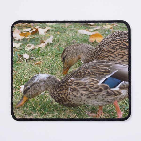 Item preview, Two Hungry Female Mallards designed and sold by BackyardBirder.