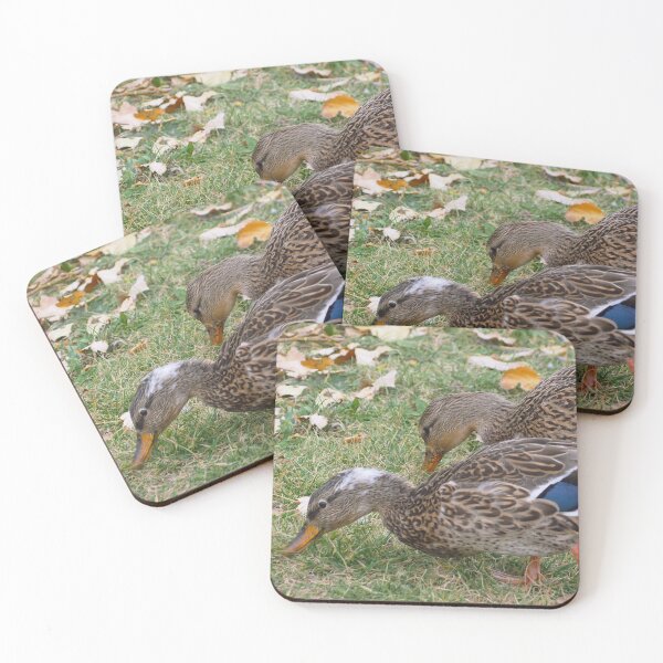 Item preview, Two Hungry Female Mallards designed and sold by BackyardBirder.