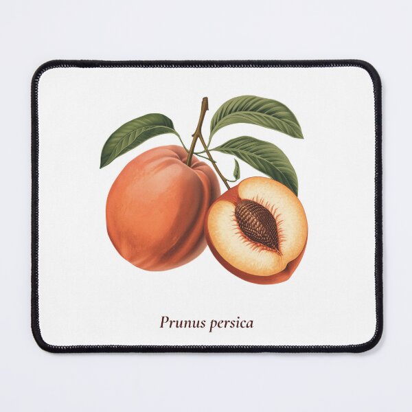 Item preview, Peach Botanical T-Shirt | Prunus persica Vintage Illustration | Fruit Lover Gift designed and sold by Panom Suavichien.