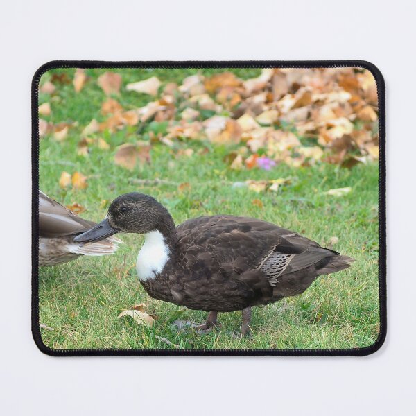 Item preview, Two Ducks Staring at The Camera designed and sold by BackyardBirder.