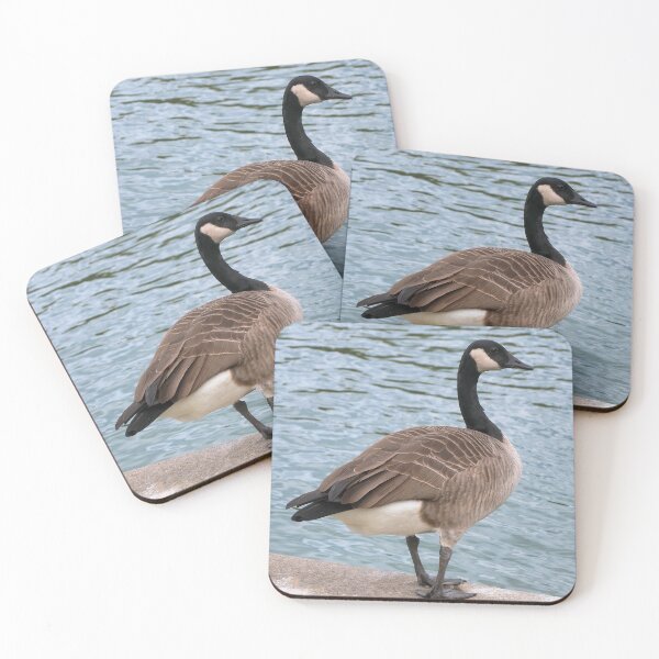 Item preview, Canada Goose Staring at a Pond designed and sold by BackyardBirder.