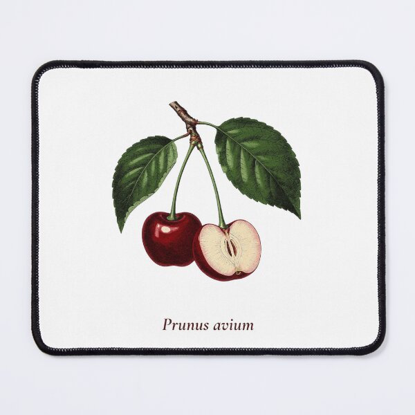 Item preview, Cherry Botanical T-Shirt | Prunus avium Vintage Illustration | Cherry Lover Gift designed and sold by Panom Suavichien.