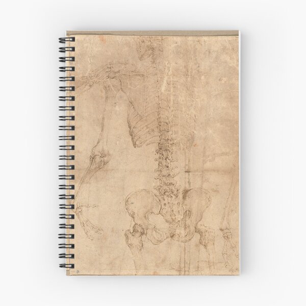 Item preview, Upper Half of Skeleton from the Back by Battista Franco designed and sold by Amanda1775.