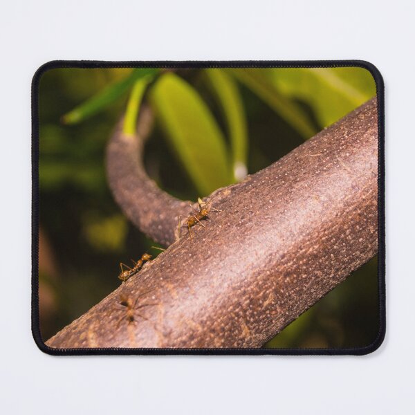 Item preview, Weaver Ants on a Wood designed and sold by ROSE ANN BANILAR.