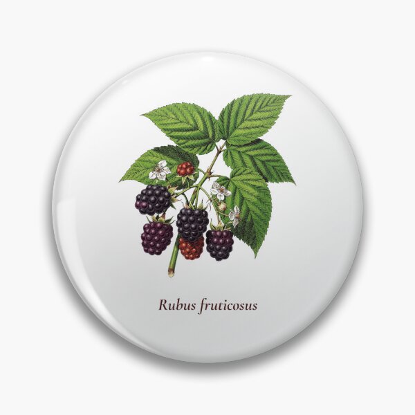 Item preview, Blackberry Botanical T-Shirt | Rubus fruticosus Vintage Illustration | Berry Lover Gift designed and sold by Panom Suavichien.