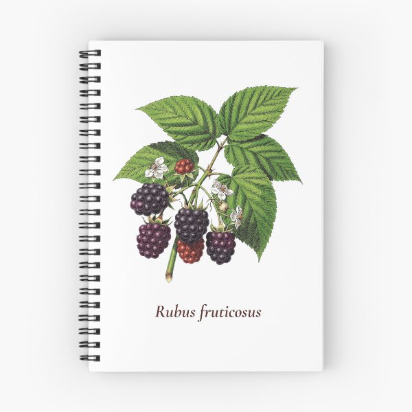 Item preview, Blackberry Botanical T-Shirt | Rubus fruticosus Vintage Illustration | Berry Lover Gift designed and sold by Panom Suavichien.