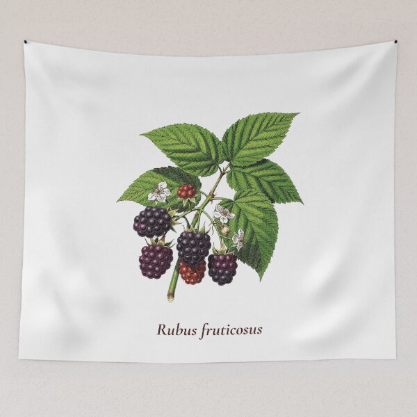 Item preview, Blackberry Botanical T-Shirt | Rubus fruticosus Vintage Illustration | Berry Lover Gift designed and sold by Panom Suavichien.