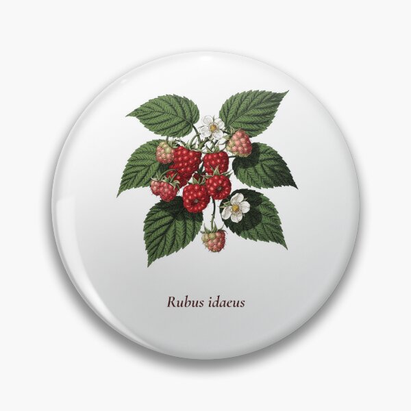 Item preview, Raspberry Botanical T-Shirt | Rubus idaeus Vintage Illustration | Berry Lover Gift designed and sold by Panom Suavichien.