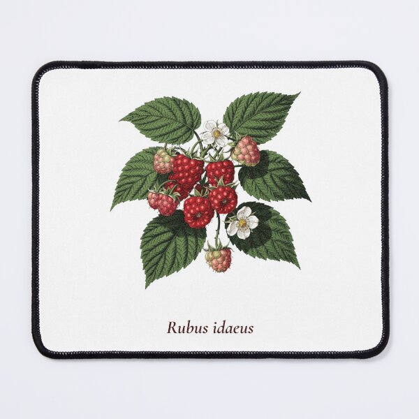 Item preview, Raspberry Botanical T-Shirt | Rubus idaeus Vintage Illustration | Berry Lover Gift designed and sold by Panom Suavichien.