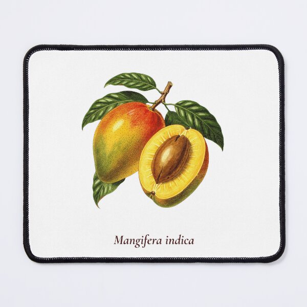 Item preview, Mango Botanical T-Shirt | Mangifera indica Vintage Illustration | Tropical Fruit Gift designed and sold by Panom Suavichien.