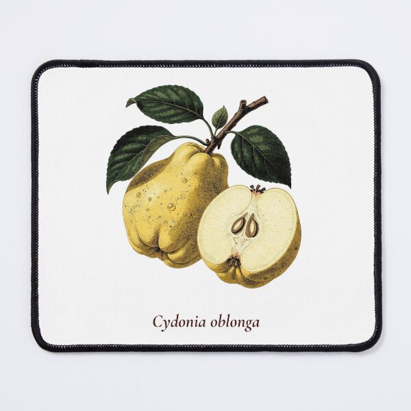 Item preview, Quince Botanical T-Shirt | Cydonia oblonga Vintage Illustration | Mediterranean Gift designed and sold by Panom Suavichien.