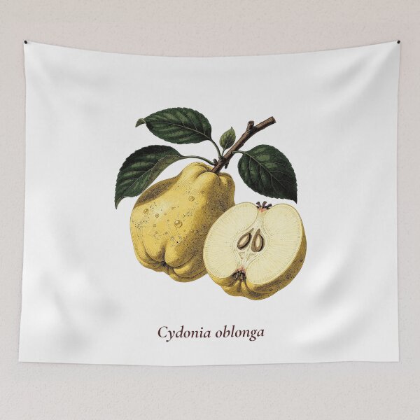 Item preview, Quince Botanical T-Shirt | Cydonia oblonga Vintage Illustration | Mediterranean Gift designed and sold by Panom Suavichien.