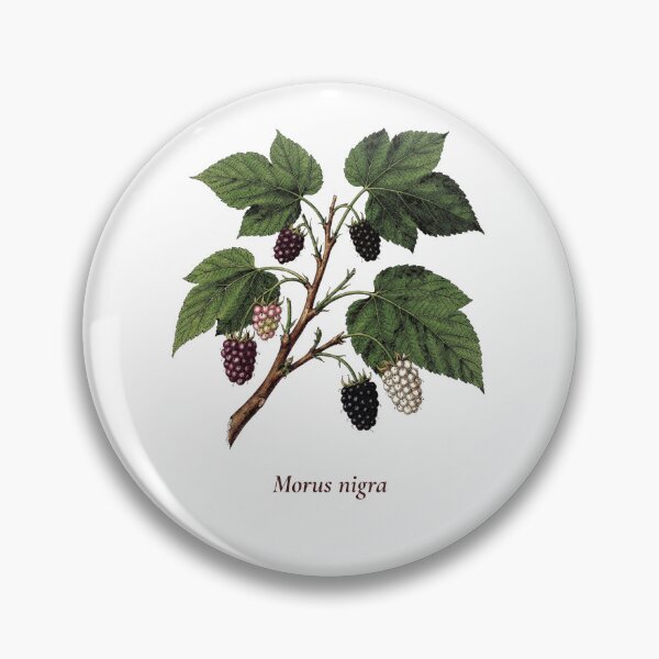 Item preview, Mulberry Botanical T-Shirt | Morus nigra Vintage Illustration | Berry Lover Gift designed and sold by Panom Suavichien.