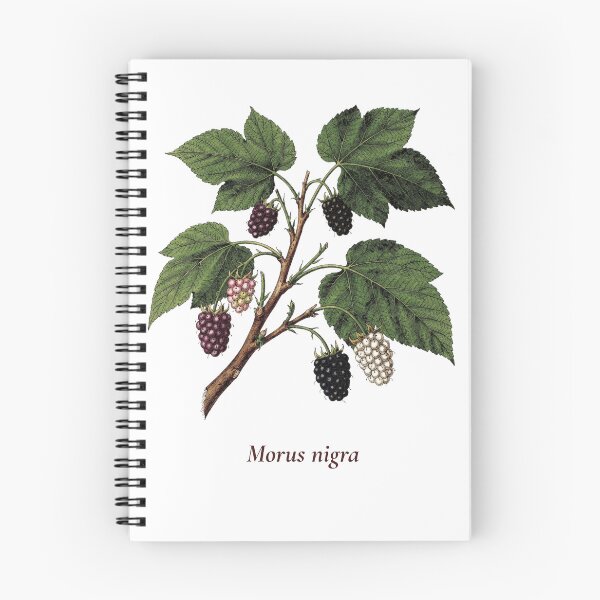 Item preview, Mulberry Botanical T-Shirt | Morus nigra Vintage Illustration | Berry Lover Gift designed and sold by Panom Suavichien.