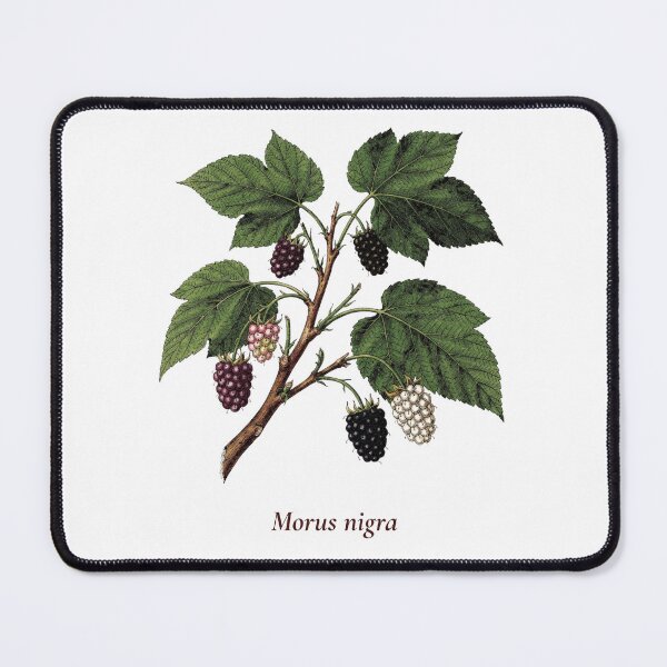 Item preview, Mulberry Botanical T-Shirt | Morus nigra Vintage Illustration | Berry Lover Gift designed and sold by Panom Suavichien.