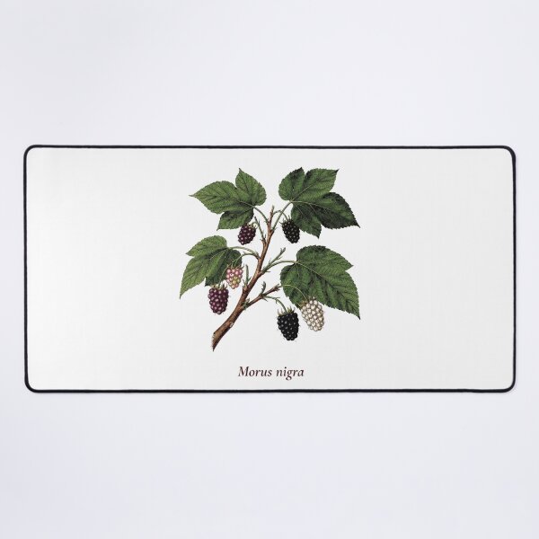 Item preview, Mulberry Botanical T-Shirt | Morus nigra Vintage Illustration | Berry Lover Gift designed and sold by Panom Suavichien.