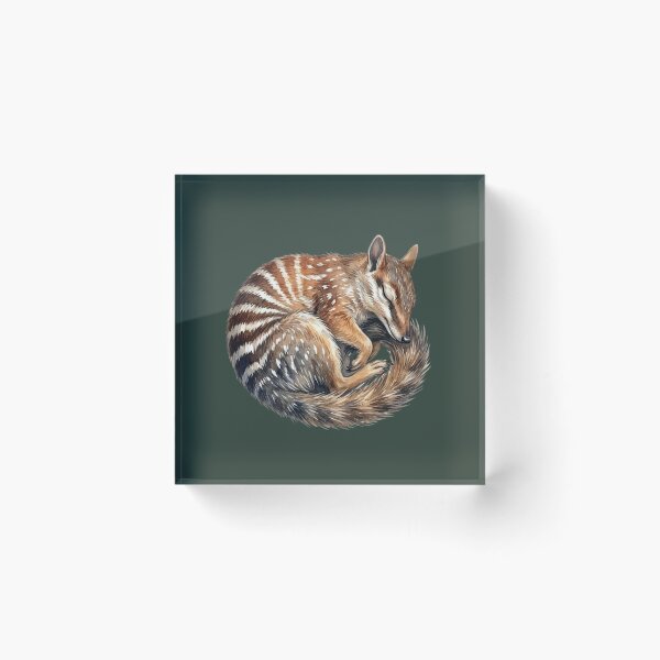 Item preview, Sleeping Numbat Illustration - Curled Up Australian Marsupial Nature Art designed and sold by Wennebabs.